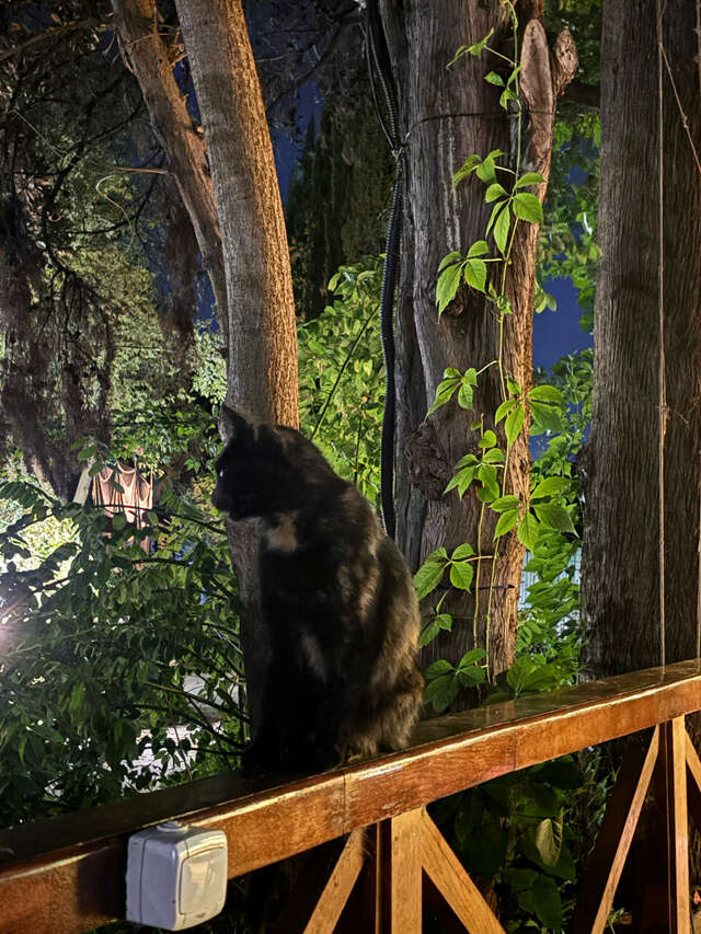 Гостиница Муссон Ялта-161